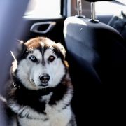 CAMEA CAR RADÍ – Ako prevážať psíka